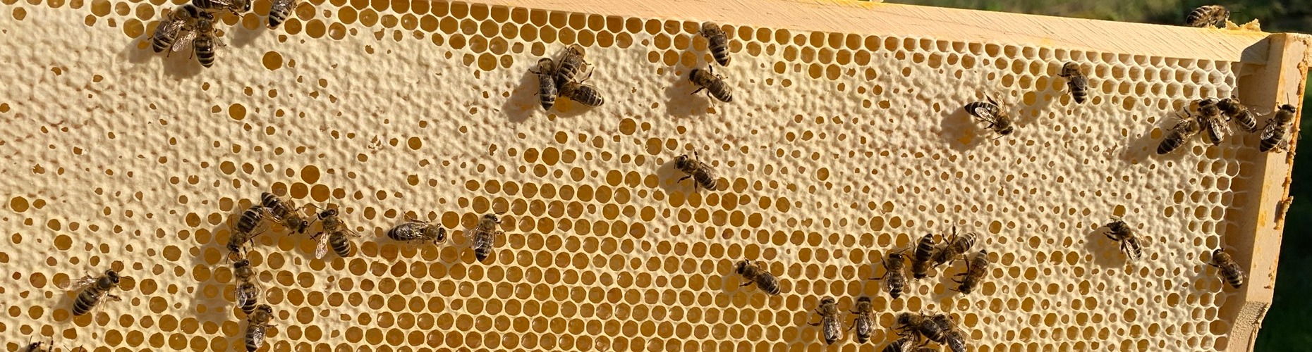 Bienen bei der Arbeit