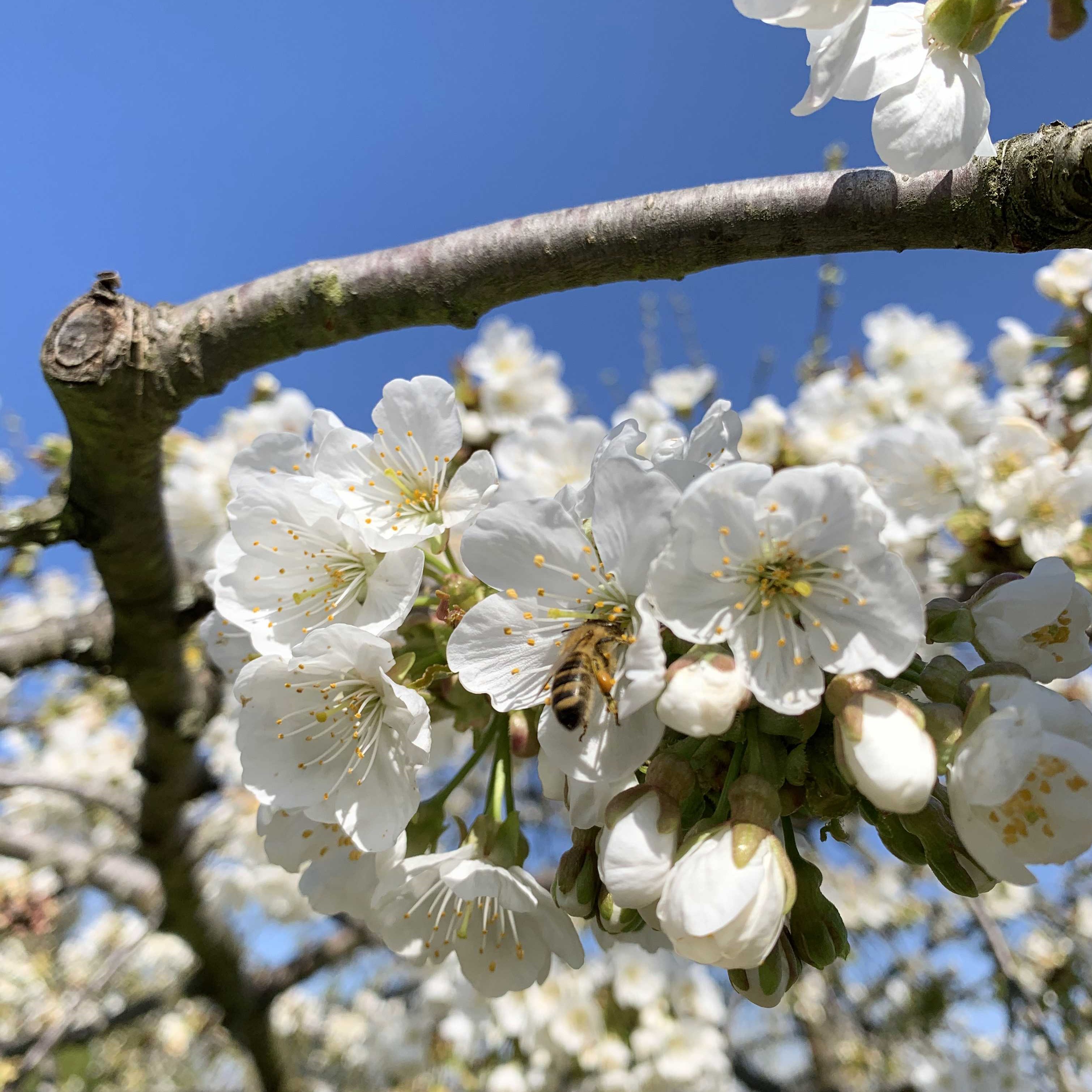 Biene in der Kirschblüte
